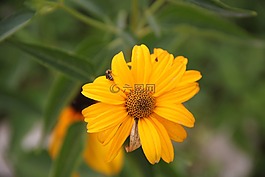 花卉,夏季,太陽
