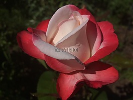 鮮花,玫瑰,美麗