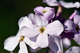 gilliflower,hespers matronalis,花