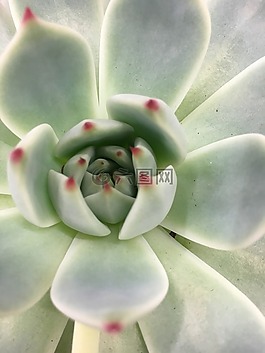 植物,美味多汁,仙人掌