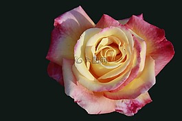 玫瑰,花,開花
