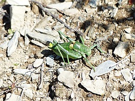 肠虫,蚱蜢,polysarcus denticauda