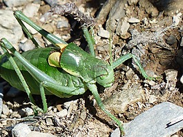 肠虫,蚱蜢,polysarcus denticauda