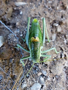肠虫,蚱蜢,polysarcus denticauda