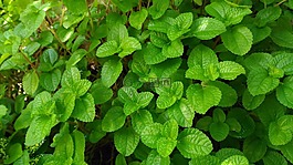 綠葉,性質(zhì),花園