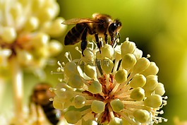 昆蟲,蜜蜂,花