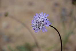 花,紫,花園