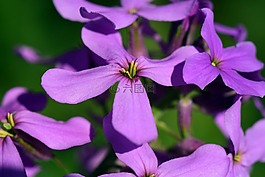 gilliflower,hespers matronalis,花