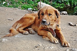 獵犬,狗,甜