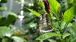 蝴蝶,大自然,昆蟲(chóng)