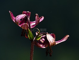 土耳其人的章莉莉,花,开花