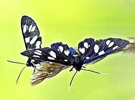 昆蟲,性質(zhì),活