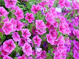 矮牽牛,花,開花