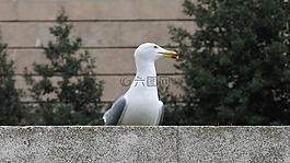 鳥(niǎo),巴塞羅那,西班牙