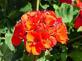 鮮花,紅色,橙色