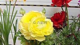 花毛茛,黃色,春