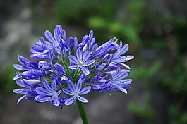 agapanthus,藍(lán)色,花