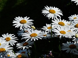 鲜花,白,草地 margerite