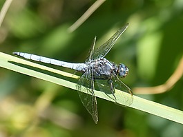 蓝蜻蜓,蜻蜓,叶