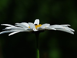 鲜花,白,草地 margerite