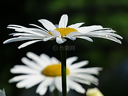 鲜花,白,草地 margerite