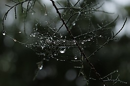 樹,滴,araign e