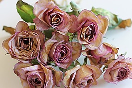 鮮花,玫瑰,ros