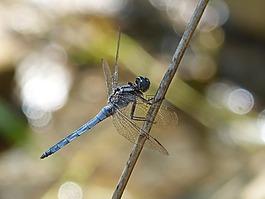 蓝蜻蜓,蜻蜓,orthetrum coerulescens