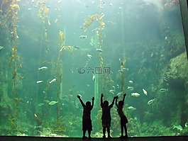 兒童,水族館,水