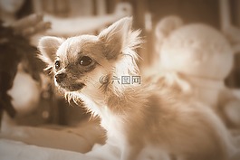 狗,小狗,奇瓦瓦州