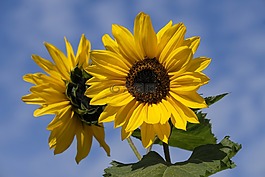 太陽花,花,開花