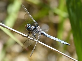 藍(lán)蜻蜓,分支機(jī)構(gòu),蜻蜓