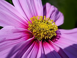 開花,性質(zhì),廠
