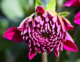 嬌琴紗,花,開花