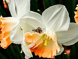 水仙,蜜蜂,盛开