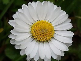 花,白,自然
