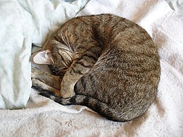 貓,睡眠,睡覺的貓