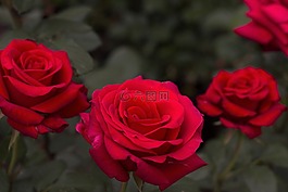 玫瑰,紅色,充滿活力