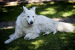 狗,動物,草