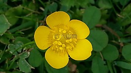 毛茛,指出花,黃色