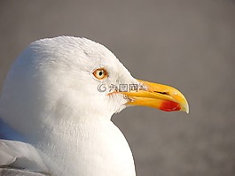 海鷗,鳥,澤福格爾