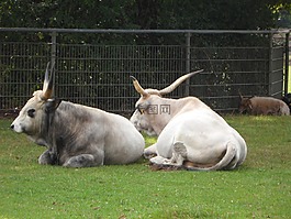 牛,牧場(chǎng),動(dòng)物園