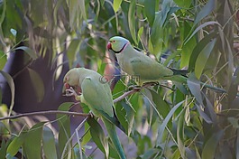 oddcouple,夫婦,愛