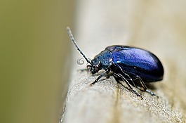 性質(zhì),昆蟲,森林