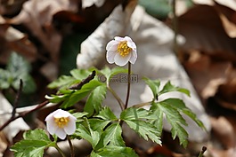 性质,花,waldanemone