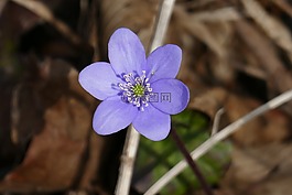 花,性質(zhì),赫帕卡