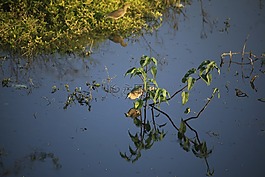 鳥,池鷺,生態(tài)