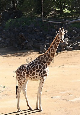 長頸鹿,動物,動物園