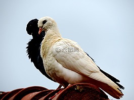 鴿子,屋頂,鳥(niǎo)