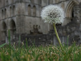 蒲公英,花,雜草